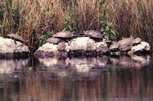 Želvy Mauremys rivulata na své původní lokalitě